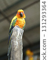 A striking Sun Conure parrot with vivid orange, yellow, green, and blue plumage perches on a weathered concrete post, looking directly at the camera. Soft, blurred background in an aviary setting. 131293364