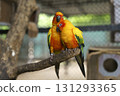 Two vibrant sun conure parrots, displaying striking orange, yellow, and green plumage, perch closely on a natural tree branch within an aviary. Their affectionate pose highlights their bond. 131293365