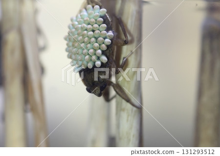 Pearl oyster beetle 131293512