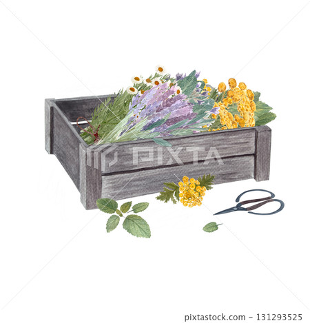 Wooden crate filled with fresh lavender, chamomile, eucalyptus, and yellow flowers watercolor isolated on white. Herbal bouquet composition for tea, medicine, gardening, rustic decor botanical design Wooden crate filled with fresh lavender, chamomile, eucalyptus, and yellow flowers watercolor isolated on white. Herbal bouquet composition for tea, medicine, gardening, rustic decor botanical design 131293525