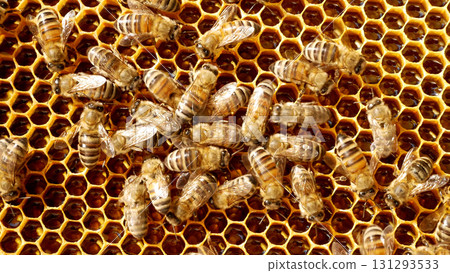 Many bees crawl on wax honeycombs on a wooden frame. 131293533