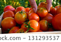 The farmer's hand puts ripe freshly picked red tomatoes in a box.  131293537