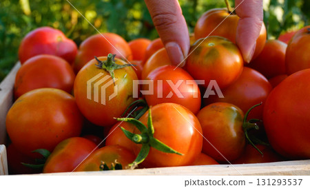 The farmer's hand puts ripe freshly picked red tomatoes in a box. The farmer's hand puts ripe freshly picked red tomatoes in a box. 131293537