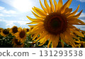 Bright flower of blooming sunflower on a sunflower blooming field  131293538