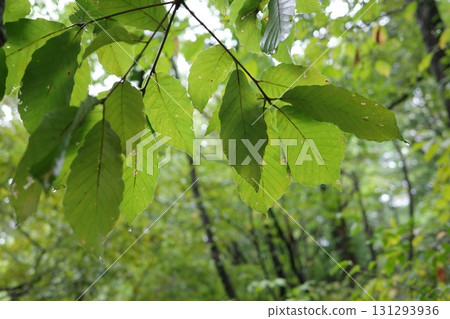 The oak leaves are damp from the autumn rain. 131293936