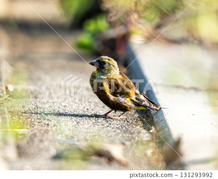 A small bird (Japanese greenfinch) standing on a paved road A small bird (Japanese greenfinch) standing on a paved road 131293992