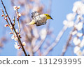 A white-eye flies from branch to branch under the blue sky and white plum blossoms. 131293995