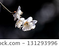 Shining White Plum 131293996