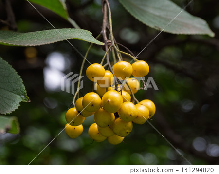 Ripe yellow bumblebee fruit 131294020