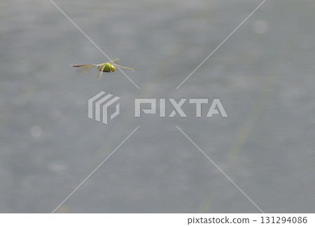 蜻蜓在水面上飛翔 蜻蜓在水面上飛翔 131294086