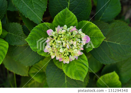 A small green flower with pink petals 131294348