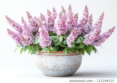 Big Spiraea japonica bush in rustic pot with fleshy leaves and purple flowers on a white background. 131294515
