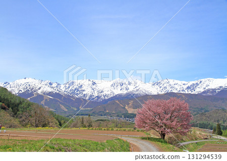 Hakuba's Spring Nohira's One Cherry Blossom and the Northern Alps 131294539