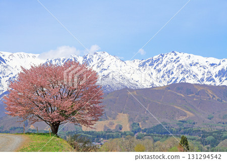 Hakuba's Spring Nohira's One Cherry Blossom and the Northern Alps 131294542