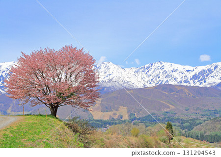 Hakuba's Spring Nohira's One Cherry Blossom and the Northern Alps 131294543