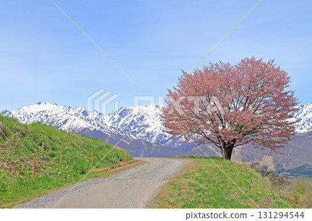 Hakuba's Spring Nohira's One Cherry Blossom and the Northern Alps 131294544