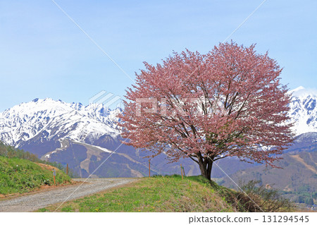 Hakuba's Spring Nohira's One Cherry Blossom and the Northern Alps 131294545