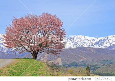 Hakuba's Spring Nohira's One Cherry Blossom and the Northern Alps 131294548