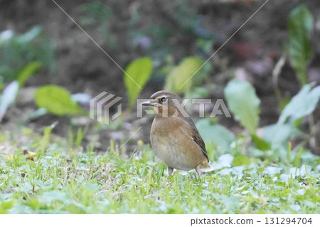 A Siberian shrike walking through the grassland 131294704