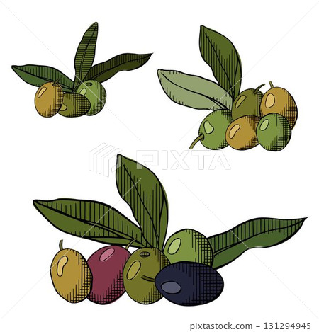 Olive berry branch isolated set. Vector graphic line ink colored illustration. For organic product packaging, culinary branding, herbal labels, and botanical design projects. Olive berry branch isolated set. Vector graphic line ink colored illustration. For organic product packaging, culinary branding, herbal labels, and botanical design projects. 131294945