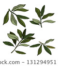 Green tree branch isolated set. Vector graphic line ink colored illustration. Banner, poster, wrapping paper, sticker, print, modern textile design. For logo, web, package, sticker. 131294951