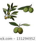 Hand drawn olive tree branch set. isolated set. Vector graphic line ink colored illustration. Chalk charcoal olives. Minimal pencil brush for sketch, ink art, menu, tattoo, poster. 131294952
