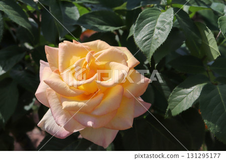 Elegant pale apricot yellow rose Elegant pale apricot yellow rose 131295177