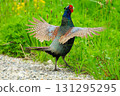 Pheasant Declaring Territory 131295295