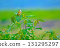 Red-faced Bunting song 131295297