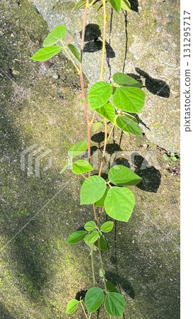 Vines hanging down from rock walls, plants climbing up rock walls 131295717