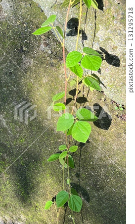 藤蔓從岩壁垂下，植物攀爬岩壁 131295718