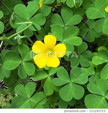 黃色花朵、五瓣黃色花朵、黃色酢漿草花朵 131295723