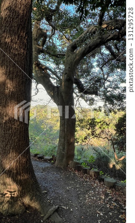 穿過森林的小路,山景,森林和山景 穿過森林的小路,山景,森林和山景 131295728
