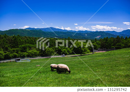 山梨縣立牧場公園 - 羊的風景 山梨縣立牧場公園 - 羊的風景 131295742
