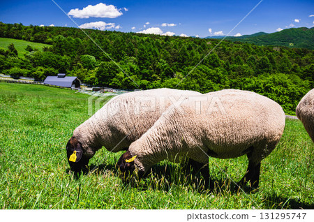 山梨縣北斗市Makiba公園的綿羊 山梨縣北斗市Makiba公園的綿羊 131295747