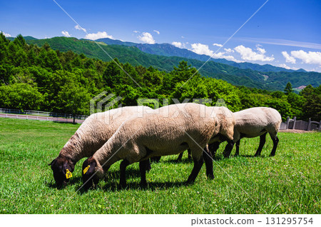 Yamanashi Prefectural Makiba Park Sheep Yamanashi Prefectural Makiba Park Sheep 131295754