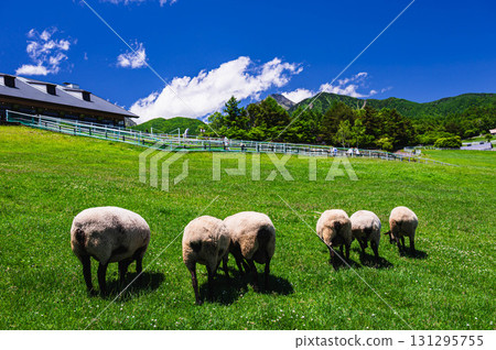 Yamanashi Prefectural Makiba Park Sheep Yamanashi Prefectural Makiba Park Sheep 131295755