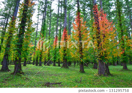 Autumn leaves poison ivy 131295758