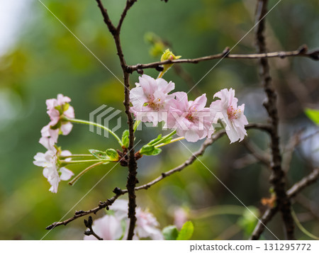October cherry blossoms that began to bloom in September 131295772