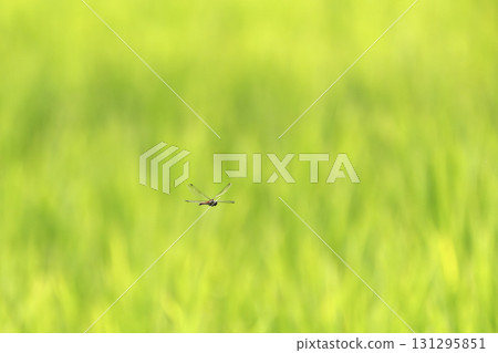 A red dragonfly flying over a rice field A red dragonfly flying over a rice field 131295851