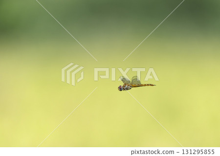 A red dragonfly flying over a rice field A red dragonfly flying over a rice field 131295855