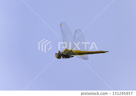 一隻紅蜻蜓在藍天下飛翔 一隻紅蜻蜓在藍天下飛翔 131295857