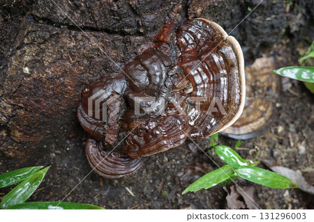 In autumn, the Tsuga-mokoshi-mushroom grows magnificently in the forest. Its many layers of hard caps give it a strong presence, and speak of the strength of nature. In autumn, the Tsuga-mokoshi-mushroom grows magnificently in the forest. Its many layers of hard caps give it a strong presence, and speak of the strength of nature. 131296003