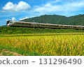 藍天下，高山本線飛鎢特快列車沿著金色的稻田行駛。 131296490
