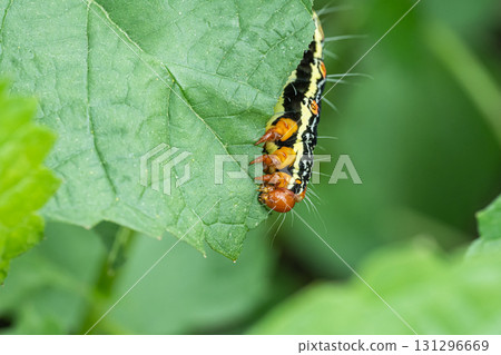 A larva of a grass fly eating a blade of grass 131296669
