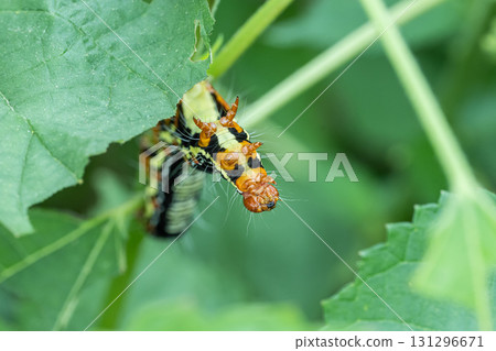 Fukurasu larva 131296671