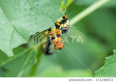 Fukurasu larva 131296672