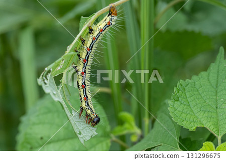 一隻草蠅幼蟲正在吃草葉 131296675