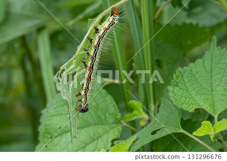 A larva of a grass fly eating a blade of grass 131296676