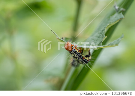 A larva of a grass fly eating a blade of grass 131296678